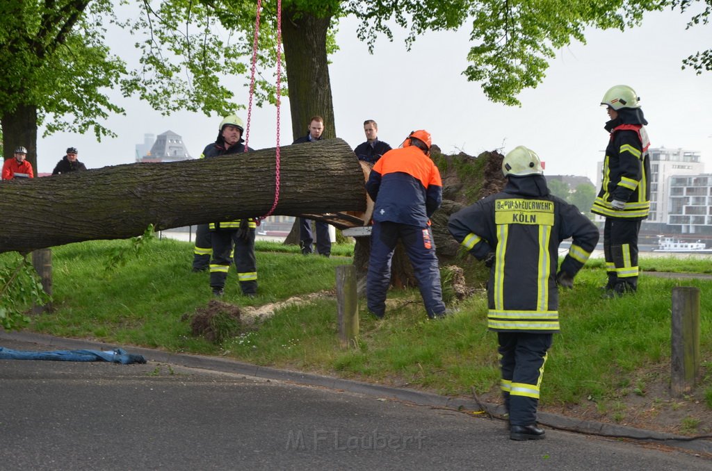 Baum auf Fahrbahn Koeln Deutz Alfred Schuette Allee Mole P630.JPG - Miklos Laubert